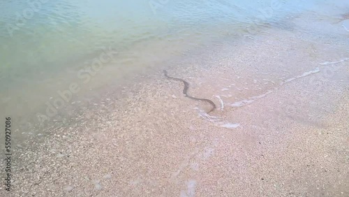 a sea snake quickly crawls along the sandy shore and crawls into the sea photo