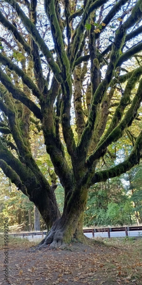 Tree of Life
Olympic National Park, Washington