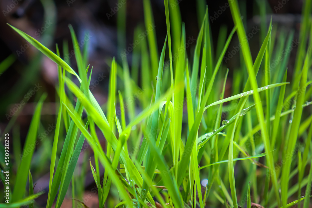 green grass with dew drops