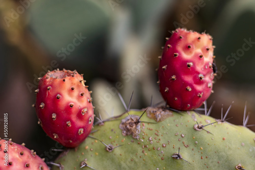 Opuntia ficus indica, prickly pear cactus; fresh, juicy fruit, Indian fig was brought from central America to Europe