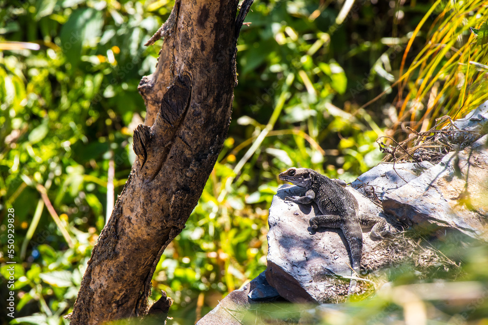 Lizard Reptile in a Jungle Lizard Reptile in a Jungle