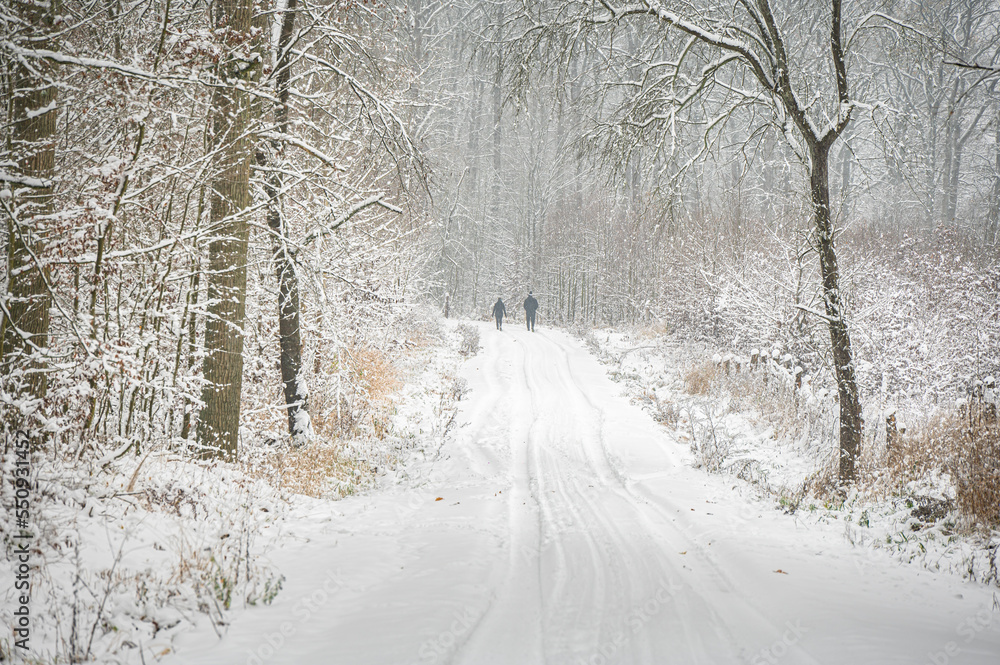 Beautiful winter photos of the forest in Poland Beautiful winter photos of the forest in Poland