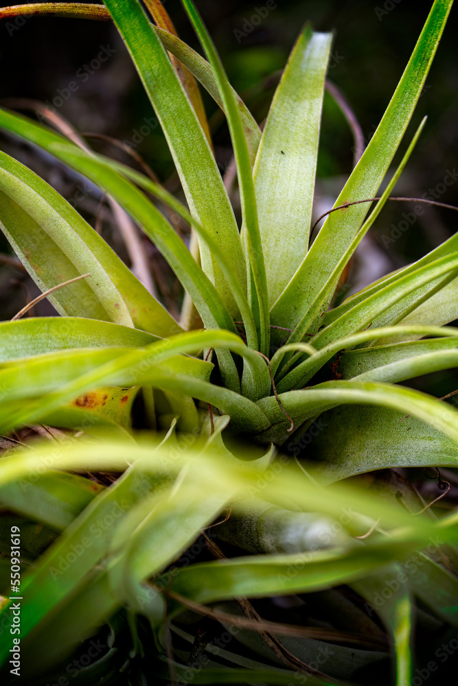 Obraz premium A native Florida bromeliad growing in a tree