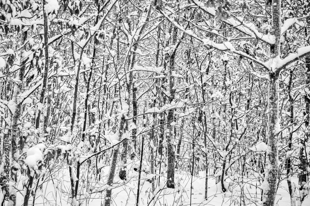 Beautiful winter photos of the forest in Poland 