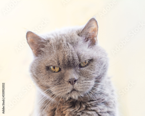 important british cat breed with a serious look, closeup portrait