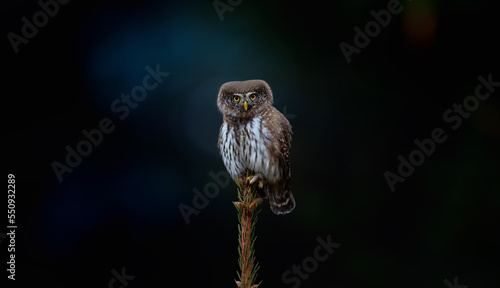 Glaucidium passerinum sits on a branch at night and looks at the prey. photo
