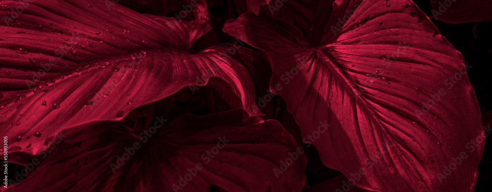 Tropical leaves tone in the color of the year 2023 Viva Magenta. Text, copy space, banner - obrazy, fototapety, plakaty 