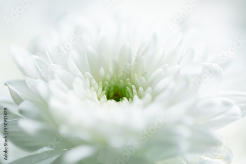 Macro white flower backdrop beautiful white flowers background  close up white flower petals