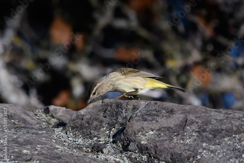 Palm Warbler seizing a bug.