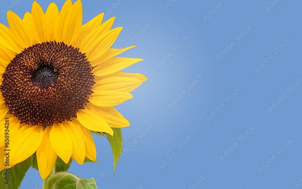 sunflower background with colorful background with side view and green leaves sunflower background with colorful background with side view and green leaves