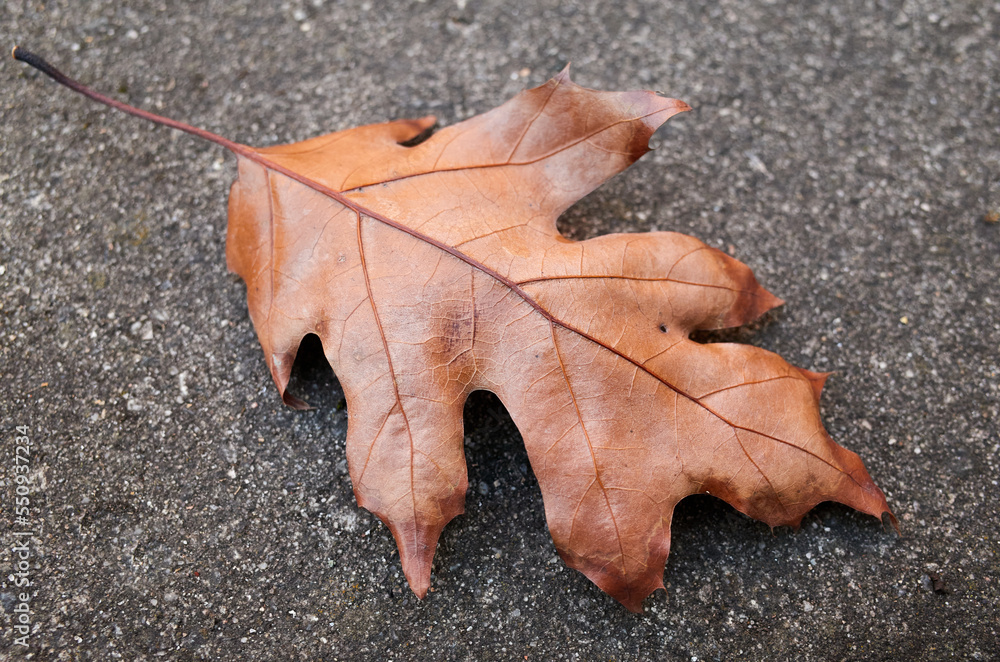 fallen brown oak leaf on the cement in the backyard fallen brown oak leaf on the cement in the backyard