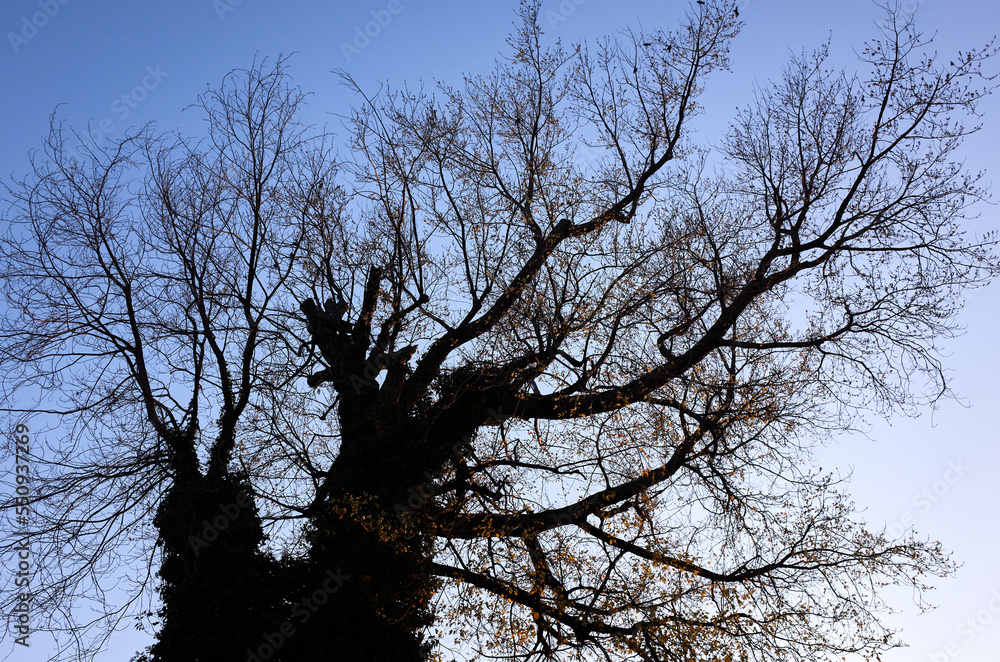 old leafless tree in late fall old leafless tree in late fall