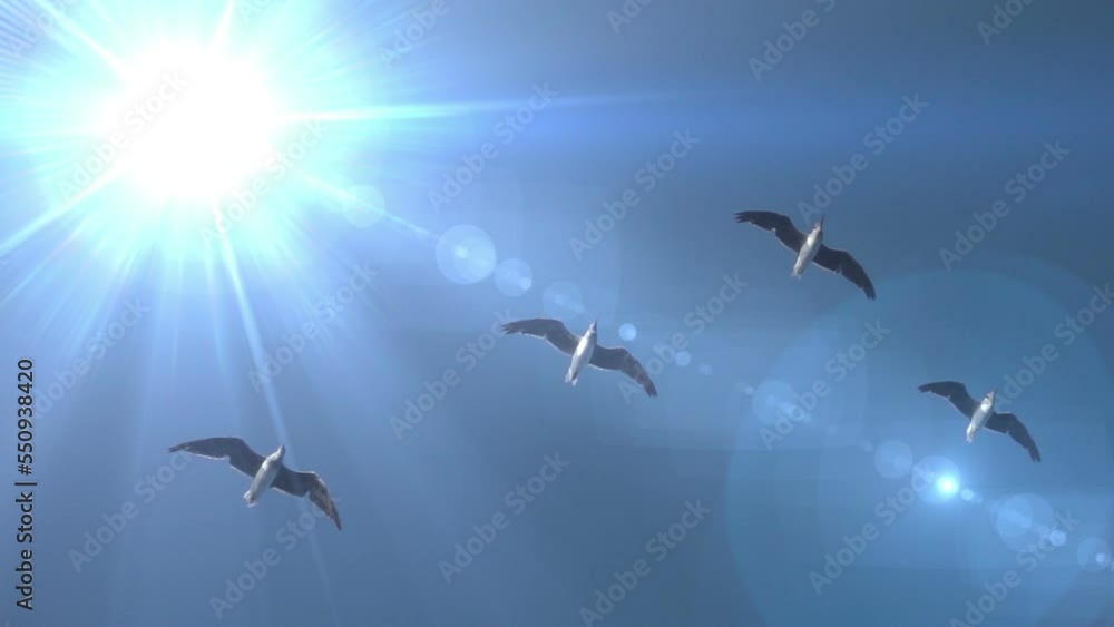 Seagulls fly against the background of the blue sky and the bright sun. Slow motion Seagulls fly against the background of the blue sky and the bright sun. Slow motion