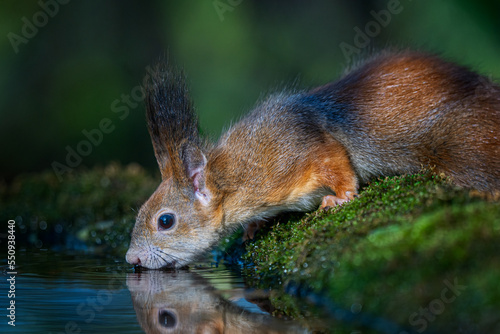 squirrel in the forest