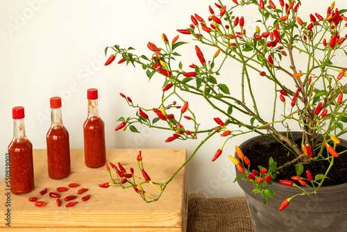 Homemade louisiana style hot sauce made witch fermented tabasco peppers. Ripening in home tabasco  bush in clay pot.
