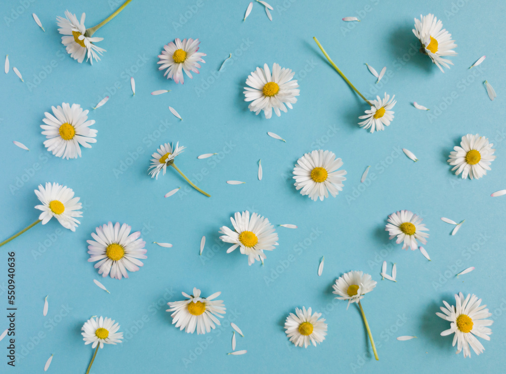 Daisy pattern. Flat lay spring and summer flowers and white petals on a pastel blue background. Top view minimal concept.