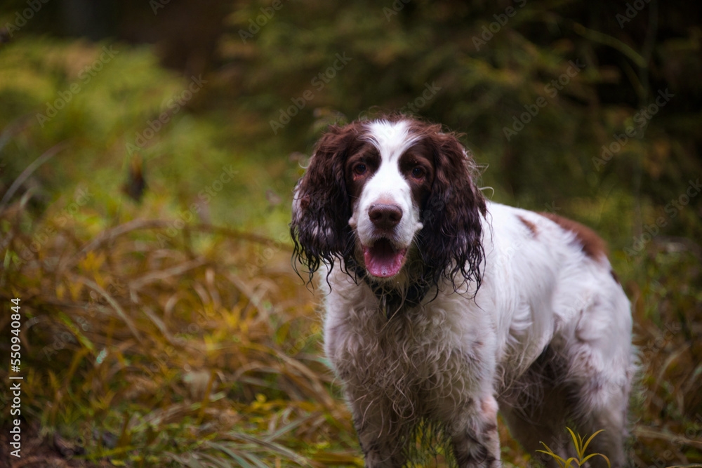 english cocker spaniel