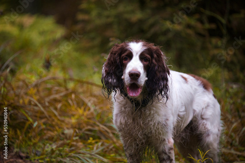 Obraz w ramie english cocker spaniel