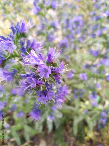 Echium vulgare