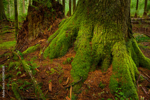 Old forest tree with green moss.