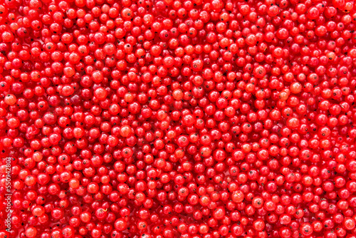 rote johannisbeeren