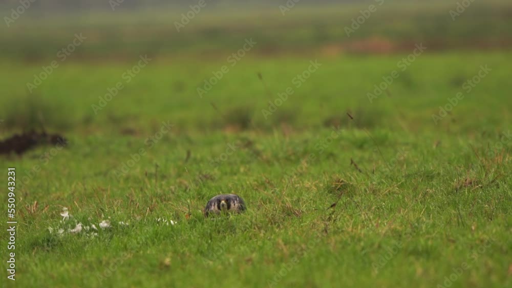 A peregrine falcon (Falco peregrinus) walking to its prey in a meadow A peregrine falcon (Falco peregrinus) walking to its prey in a meadow