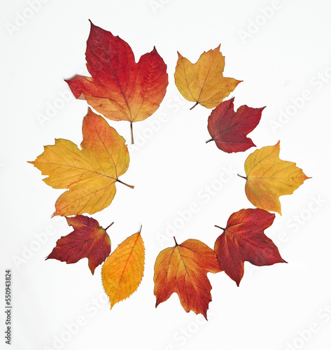 Dry autumn leaves of different colors on a white background