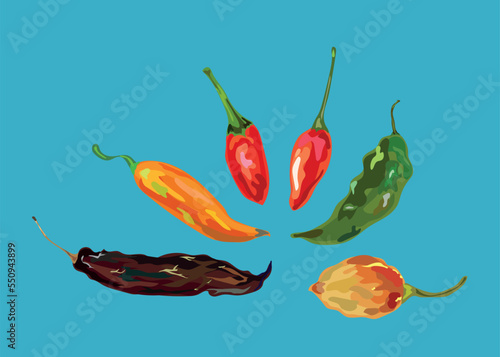 different types of peruvian pepper vector illustration