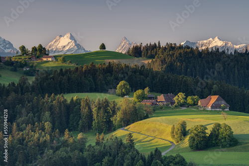 Lime tree and Bernese Alps