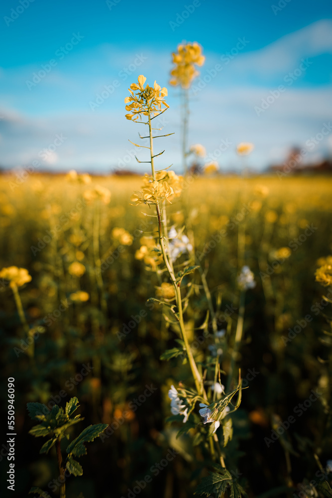 Fototapeta premium yellow flower field