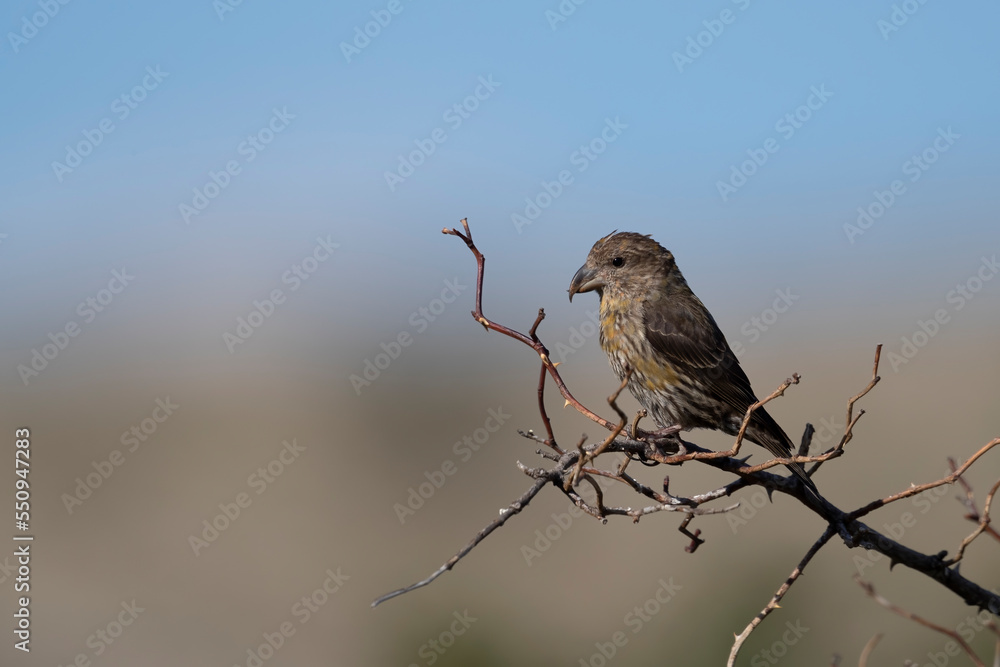 Common crossbill (Loxia curvirostra) in Abruzzo, Italy Common crossbill (Loxia curvirostra) in Abruzzo, Italy