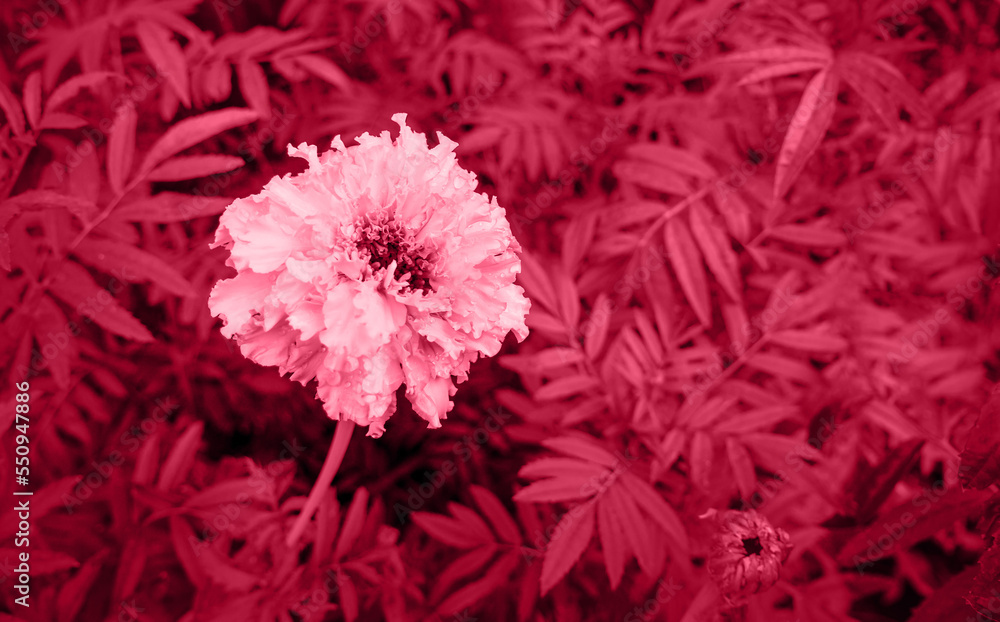 Fashionable color of 2023 is Viva Magenta. Plants painted in purple Forest Viva. Demonstration of the color of the year for the fashion, clothing and interior design industry Fashionable color of 2023 is Viva Magenta. Plants painted in purple Forest Viva. Demonstration of the color of the year for the fashion, clothing and interior design industry