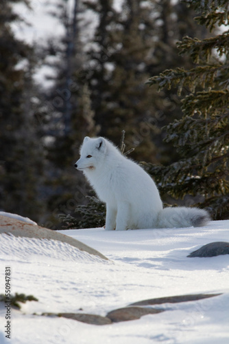 Arctic fox or Vulpes Lagopus ready for the next hunt while sitting on snow near Churchill, Manitoba, Canada