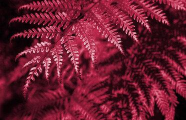 Foto auf Acrylglas Pantone 2023 Viva Magenta Green Leafs in garden background. New 2023 trending PANTONE 18-1750 Viva Magenta colour  © alimyakubov
