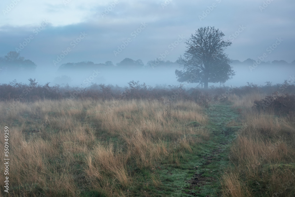 Beautiful Autumn Fall sunrise landscape scene in woodland setting with moody dramatic fog lingering in the distance Beautiful Autumn Fall sunrise landscape scene in woodland setting with moody dramatic fog lingering in the distance