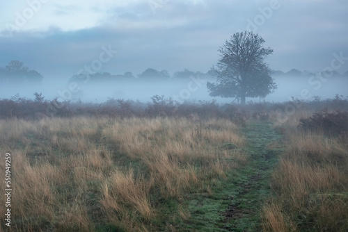 Beautiful Autumn Fall sunrise landscape scene in woodland setting with moody dramatic fog lingering in the distance