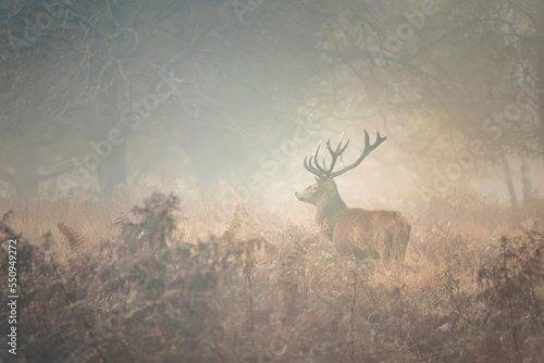 Photography Stunning red deer stag Cervus Elaphus wild animal in Autumn landscape woodland s