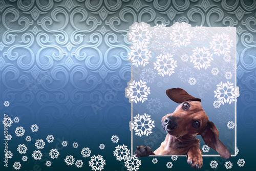 dog, snowflake, patterns,