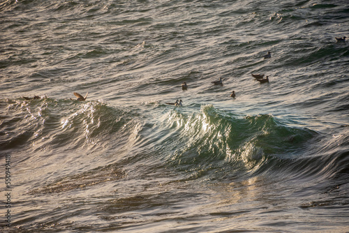 Seagulls fishing atop rolling waves at Sennen Cove in Cornwall during late sunset