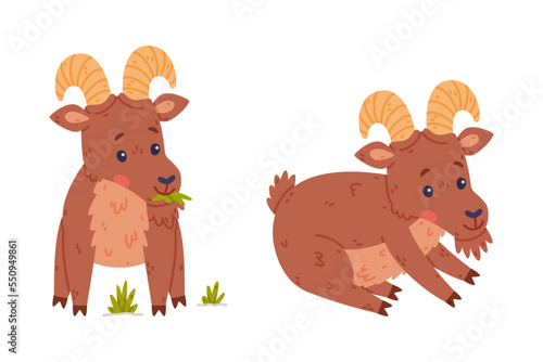 Urial Character as Wild Mountain Sheep with Horns Sitting and Chewing Grass Vector Set
