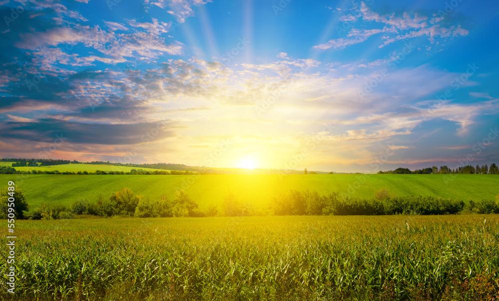 Green corn field and shines sunset. - obrazy, fototapety, plakaty 