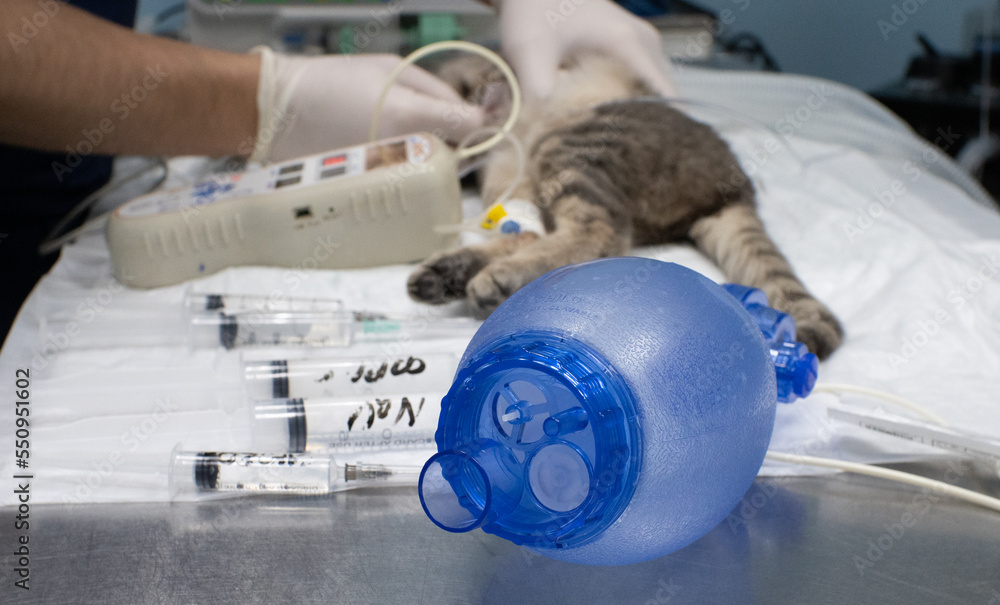 In the veterinary clinic, the cat is being resuscitated to save his