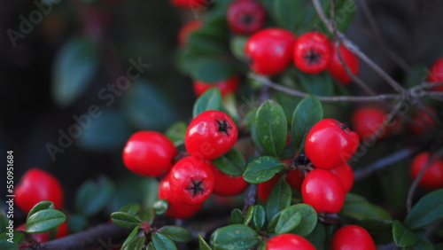 Red berries (Cotoneaster)