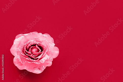 Background from white petals of a dahlia flower. Tenderness and purity Light and shadows of nature. Copy space.