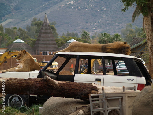 lions resting on an abandoned vehicle