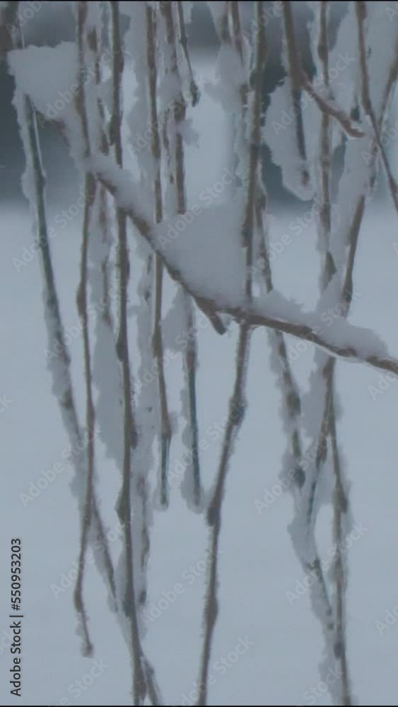 Close up, steady vertical shot of snow falling on ice-covered willow twigs Close up, steady vertical shot of snow falling on ice-covered willow twigs