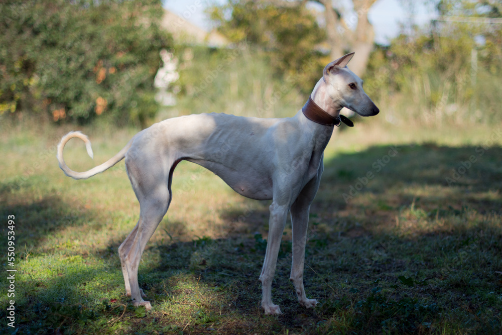 Greyhound female playing in nature