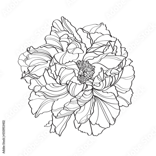 Wallpaper Mural Peony vector illustration. Black and white floral vector illustration of a peony Torontodigital.ca