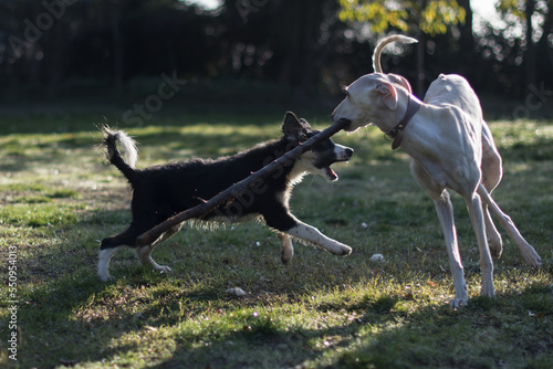 Greyhound female playing with border collie puppy