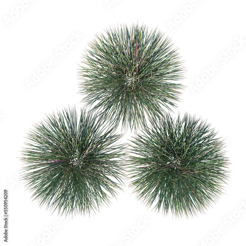 Top view of Plant (Grass Group 1) Tree png